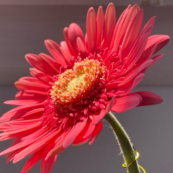 Meet the Posher - Picture 8 of 8